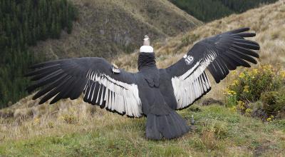 Cóndor Iguiñaro es liberado en la Reserva Chakana el 30 de mayo de 2020