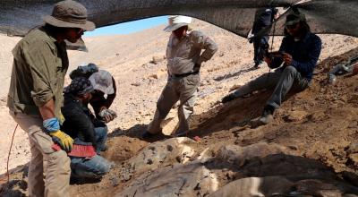 Fotografía cedida por Mauricio Castro Barraza que muestra a expertos mientras recuperan los restos de un depredador marino del Jurásico, en el desierto de Atacama (Chile).