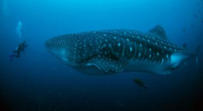 Nemo, un tiburón Ballena marcado en la isla Darwin, en 2020. 