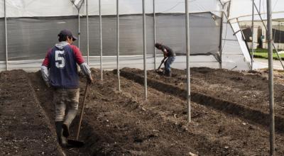 Trabajadores en una florícola en Ecuador, en septiembre de 2020.  