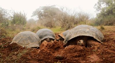 Fotografía sin fecha, cedida por el Parque Nacional Galápagos que muestra a dos tortugas Chelonoidis vandenburghi en la zona del volcán Alcedo, en las islas Galápagos.