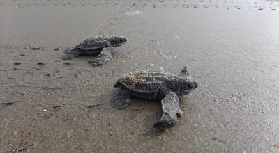 38 tortugas de la especie Laúd eclosionaron en la costa manabita, el 23 de enero de 2021. 