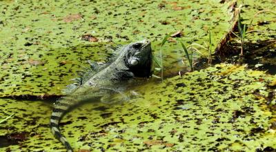 La selva amazónica es uno de los ecosistemas más biodiversos del planeta.