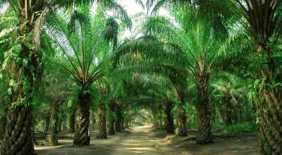 Imagen referencial de las plantaciones de palma en Esmeraldas, provincia que cultiva la mayoría de esta planta en el país. 