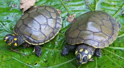 Imagen referencial de las tortugas charapas, que habitan en la Amazonía. 