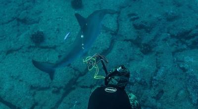Fotografía cedida por el Parque Nacional Galápagos que muestra a un científico instalando un sensor en la aleta de un tiburón martillo, el 23 de abril de 2021.