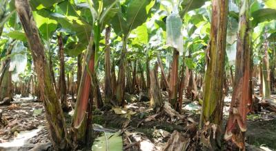 Plantación de banano en Ecuador 