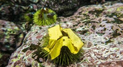 Un trozo de cinta plástica sobre un erizo de mar en las islas Galápagos.