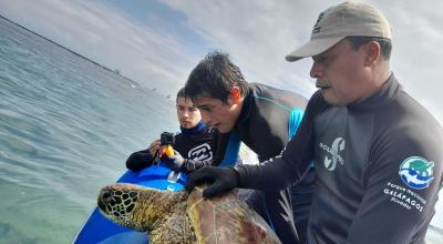 Eduardo Espinoza y un equipo del Parque Nacional Galápagos marcando una tortuga marina.