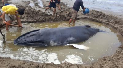 Una ballena jorobada fue hallada en la playa del puerto pesquero de Anconcito, en Salinas, el 9 de julio de 2021.