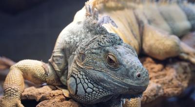 Imagen ilustrativa de una iguana de Guayas.