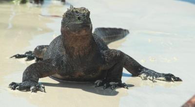 Imagen de una de las iguanas marinas en las Islas Galápagos.