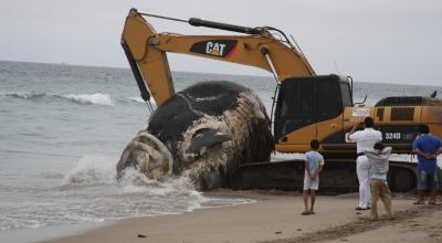 Imagen cedida de una ballena varada en las costas ecuatorianas.
