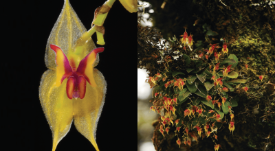 Nuevas especies de orquídeas descritas en Ecuador. (Izq) Lepanthes microprosartima, (Der) Lepanthes oro-lojaensis. 