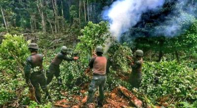 Imagen referencia. Más de 10.000 plantas de coca fueron localizadas y destruidas por efectivos de las 
Fuerzas Armadas, en las riberas del río Putumayo, Sucumbíos (frontera norte), el 19 de abril de 2022.