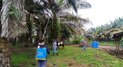 Ecuador y Colombia se unen para rescatar a la palma africana de la enfermedad de la pudrición del cogollo.