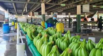 Imagen referencial. Un trabajador de una planta de banano en la provincia de El Oro.