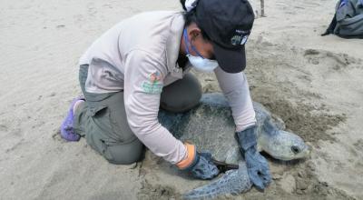 Guardaparque coloca un dispositivo de monitoreo a una tortuga en un refugio de vida silvestre en la Provincia de Esmeraldas. 
