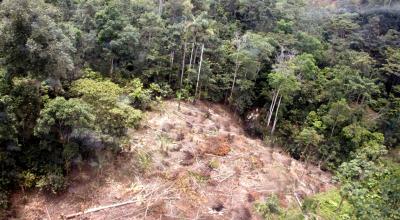 Vista de un bosque de Esmeraldas que ha sufrido la tala ilegal, el 22 de octubre de 2020.