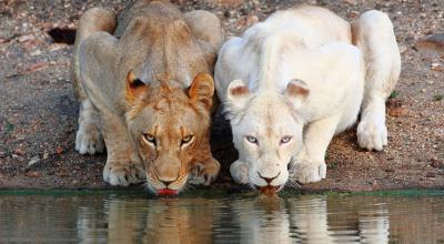 Leonas  de diferentes especies compartiendo el agua del mismo río. 