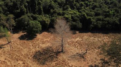 Vista aérea muestra árboles muertos cerca de un bosque en la frontera entre Amazonía y Cerrado en Nova Xavantina, estado de Mato Grosso, Brasil, 28 de julio de 2021.