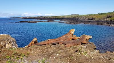 Iguanas terrestres, en la isla Santiago, Galápagos.