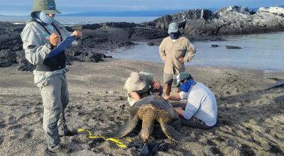 Personal del Parque Nacional Galápagos marcando una tortuga marina. 