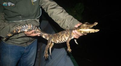 Equipo técnico mide un caimán en el Parque Nacional Yasuní.