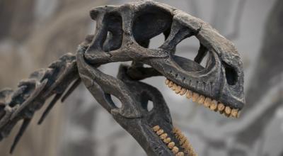 Fotografía de réplicas de especímenes de Chilesaurus diegosuarezi, un dinosaurio descubierto en la Patagonia chilena, 16 de febrero de 2022.