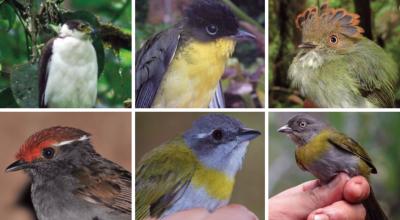 Aves registradas en la cordillera del Kutukú, en Morona Santiago. 19 de marzo de 2022