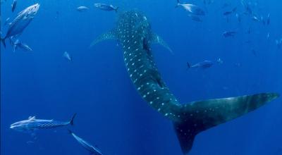 Avistamiento de un tiburón ballena en el mar de las islas Galápagos, el 17 de marzo de 2022