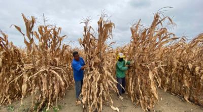 Agricultores de la parroquia rural Colonche cosechan maíz.