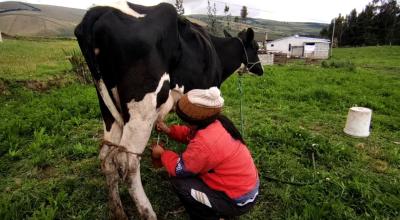 Productores de leche en una hacienda en Cotopaxi, el 12 de mayo de 2022.