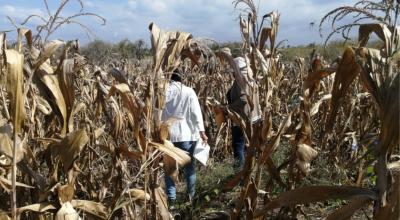 Técnicos del Ministerio de Agricultura realizan el levantamiento de información de rendimientos objetivos en los cultivos de maíz, en julio de 2021.