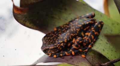 Una nueva especie de rana fue descubierta en los bosques húmedos de Tungurahua, 3 de junio de 2022.