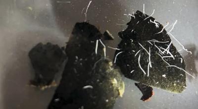 Piedras del manglar de la isla de Guadalupe con muestras de la nueva bacteria Thiomargarita magnifica. 