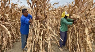 Agricultores de la provincia de Santa Elena. Colonche, 11 de noviembre de 2020.