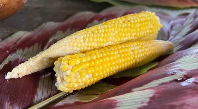 El maíz es la base de la dieta ecuatoriana.