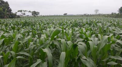 Plantación de maíz del maicero de Los Ríos, Aurelio Zea. Los cultivos están ubicados en Los Ríos, en julio de 2022.