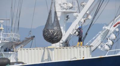Exportación de atún desde el Puerto de Manta, en Manabí, Ecuador. Foto del 11 de julio de 2022.