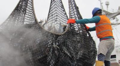 Imagen referencial de un trabajador de un barco atunero, desembarcando el producto. 