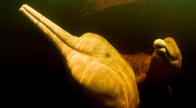 Dos ejemplares de los delfines rosados en la Amazonía. 