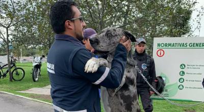 El perro gran danés atacado junto a un funcionario de Bienestar Animal. 