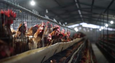 Imagen de una granja de Latacunga que tomaron muestras sanitarias para el control de la influenza aviar. Cotopaxi, 26 de noviembre de 2022.