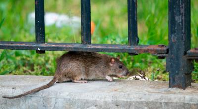 Una rata en Nueva York, en Farragut Houses, en Brooklyn. 