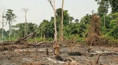 Vista frontal de un área deforestada en un bosque primario de América Latina. 