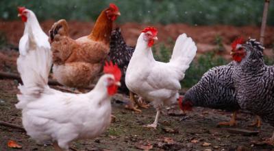 Gallinas infectadas con el virus de la influenza aviar. Ecuador, 11 de enero de 2022.