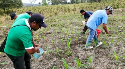 Imagen referencial de agricultores que usan fertilizantes en cultivos de la provincia de Manabí, en septiembre de 2022. 