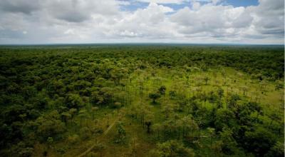 Imagen referencial. Panorámica de un bosque de la Amazonía. 