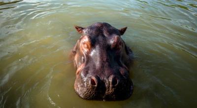 Ejemplar de un hipopótamo en el río Magdalena, en Colombia. 
